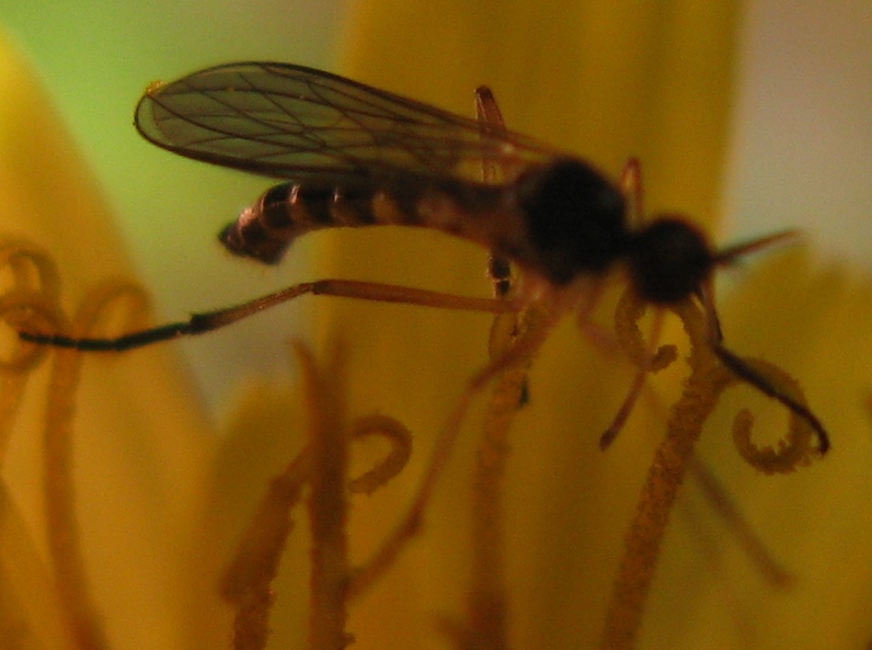 Lundstroemiella hybotina (Empididae)